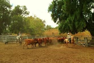 séjour ranch Australie : mon troupeau est docile