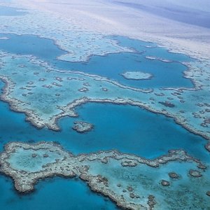 great barrier reef, corals, australia