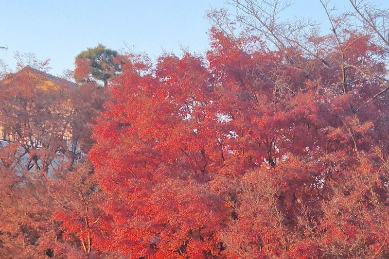 Les célèbres érables du Japon rouge vif