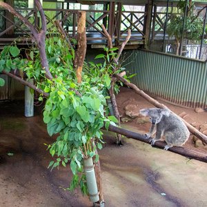 Nourrir les koalas
